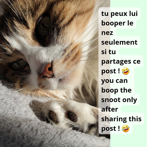 Zoom sur la tête de mon chat et son petit pied mignon. Tu peux lui booper le nez seulement si tu partages ce post! (Smiley qui rit)
Close up on my cat's face and her little cutesy foot. You can boop the snoot only after sharing this post! (Laughing smiley)
