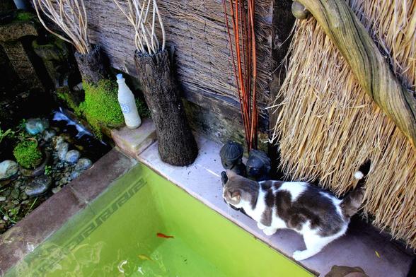Le chat et le poisson rouge 