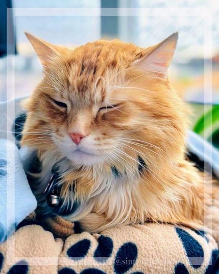 Sintra the Cat is pretending to do meditation during working hours 😽