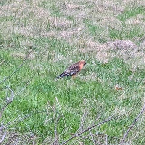 A photo of a Swainson's Hawk standing in a grassy field facing right with its wings folded. It's medium size with a rust red head and chest, and dark wings with white tips