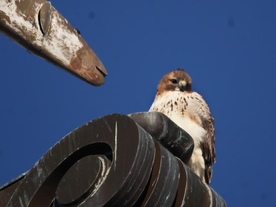 Red-tailed hawk sitting on top of a building against a cloudless blue sky with the head of a metal fish from the weathervane poking into the frame from the top left corner.