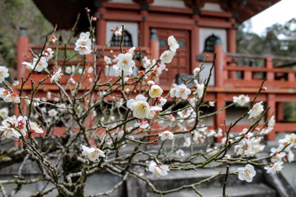 Plum blossoms at Mimuroto-ji.