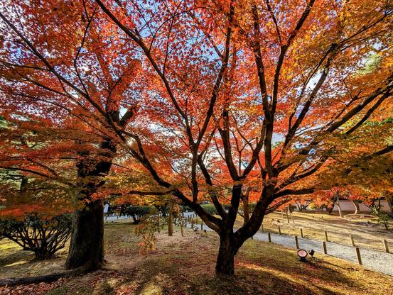Autumn leaves at Byodo-in.