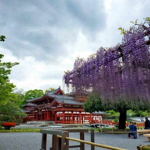 The Phoenix Hall and wisteria.