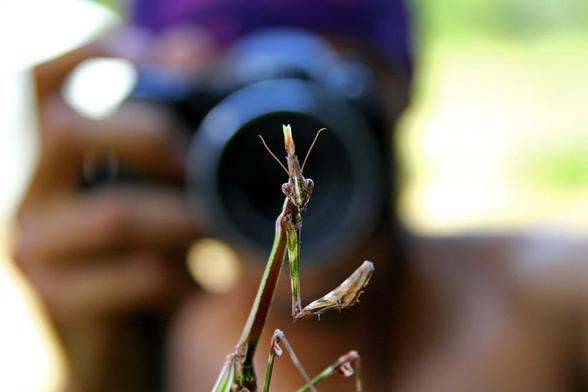 Empusa pennata. Esta especie es característica de la Europa mediterránea. El ejemplar de la imagen es una hembra adulta, se distingue fácilmente del macho por la forma de las antenas que en el caso de su compañero tienen forma de pluma.
