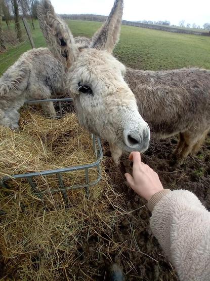 Une photo d'un âne et de ma main en forme de cœur. L'âne a les oreilles vers l'avant. Il est content.