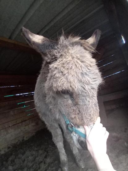 Une photo d'une ânesse qui baisse ses oreilles sur les côtés, comme pour dire: mais qu'est-ce que jentends, là ?!