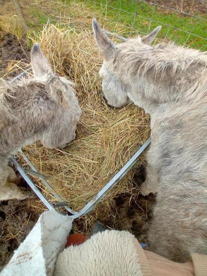 Une photo de deux ânes, concentrés sur leur foin, en France