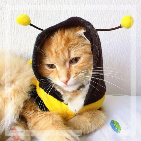 Sintra the Catvis dressing up as a ginger bee 🐝😻