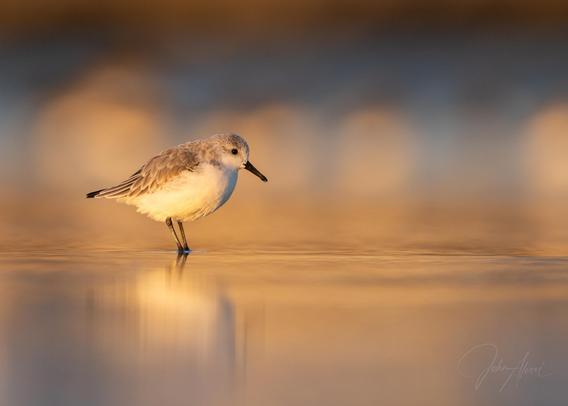 Sanderling standing in shallow water on left side of frame in soft golden light.  Out of focus white orbs are in the background which are actually Dunlin roosting.  The sanderling is centered vertically with a soft reflection beneath.  This image has very strong tones of gold.