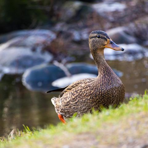 Mallard walking up a hill with a lake behind it.