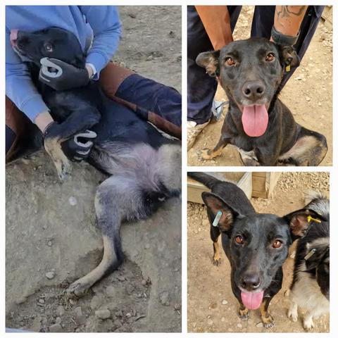 ❣️ALORA❣️
Die traumhafte Alora zeigt uns bei jedem unserer Besuche wie bereit sie für ein Familienleben in Deutschland ist ...❗️und das mit ganzem Körpereinsatz. 
Sie liebt den Kontakt mit uns Menschen und vermisst uns wahrscheinlich in jeder Minute. 
🍀🍀🍀
Alora wartet seit über einem Jahr auf Bewerbungen ihrer Lieblingsmenschen. 
Ihr Köfferchen ist schon gepackt mit viel Vorfreude, Neugier auf Abenteuer und einem großen Batzen Liebe, den sie euch entgegen bringen wird. 
🍀🍀🍀
Hündin
geb. ca. 2022/2023
Größe: ca. 45-50cm
🔎
 https://prodogromania.de/alle-hunde/alora/
🎬
 https://youtu.be/3_aEyEEYh70
📧 
 info@prodogromania.de