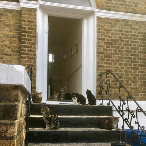 cats on doorstep on camberwell new road.