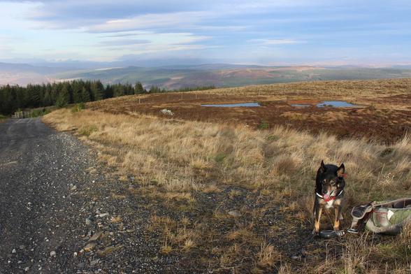 A gravel road across a moorland, there is a forestry plantation in the near distance, beyond that more moorland. Moray the dog is stood next to the road with my rucksack. The sky is hazy cloudy.