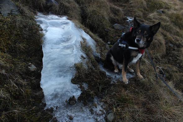 A small patch of ice on a rock, left over from the freeze last week. The rest of the ground is unfrozen vegetation. Moray the dog is say next to it.