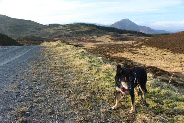 A gravel road across a moorland, with rolling moorland into the distance. At the back the silouhette of Schiehallion, a pointy hill. Moray the dog stood next to the road. Hazy cloudy sky.