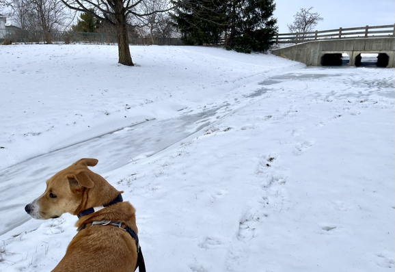 photo of a snowy field and frozen stream. At the lower left corner is a brown dog on a leash