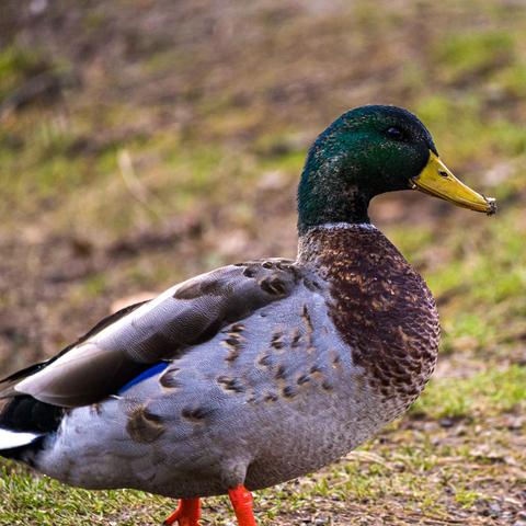 Male mallard walking up a hill.