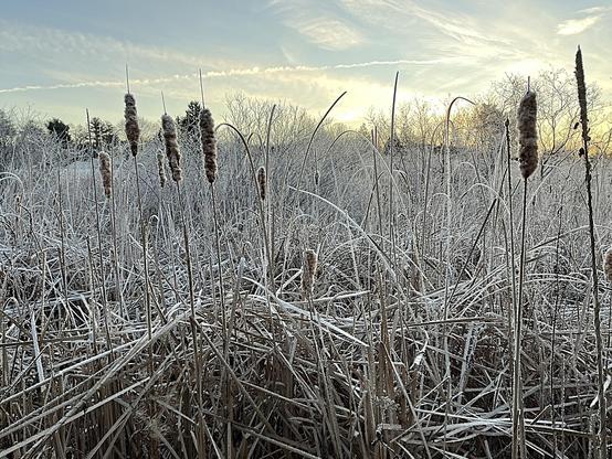 Early morning at a cattail marsh with frost on the leaves. Thin clouds are reflecting light from the sun just after it has risen.