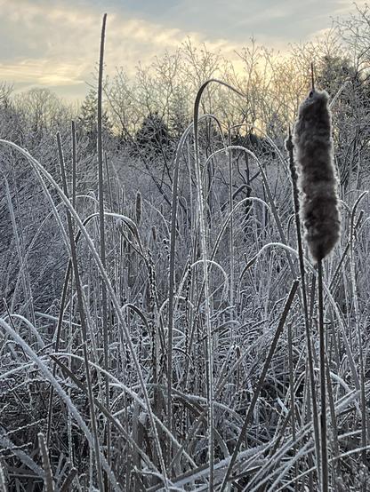There is frost on gracefully arching cattail leaves. In the distance bare trees are silhouetted against the sky, which is faintly lit by the rising sun.