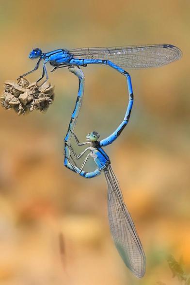 Cópula de Enallagma cyathigerum. Especie distribuida por la totalidad de Europa, Asia y América del Norte. Común en la Península Ibérica aunque no abundante. Los adultos vuelan entre mayo y agosto. En la imagen, una cópula de este odonato.
