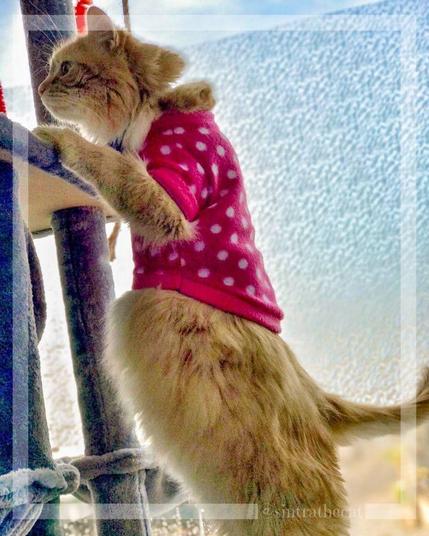 Sintra the Cat is looking for his his missing favorite stuffed animals 😽