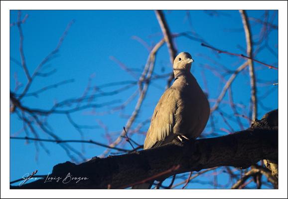 The image shows a bird perched on a branch against a clear blue sky. The bird appears to be a collared dove, with light brown feathers and a slightly rounded body. Bare tree branches are visible in the background, indicating that the season might be late fall or winter. The lighting gives the scene a warm, natural look.
