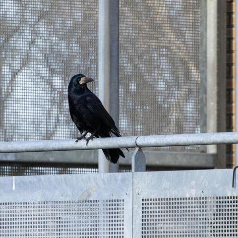 Black bird sitting on a fence.