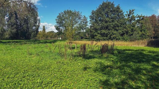 Foto door gastkunstenaar MARLOES VREESWIJK, tijdens haar werkperiode "herfst 2024". Op de foto een stuk groen gras met in het midden een opvallend stukje van 7 x 7 meter waar ander lang gras in groeit. Langs de horizon hoge bomen.