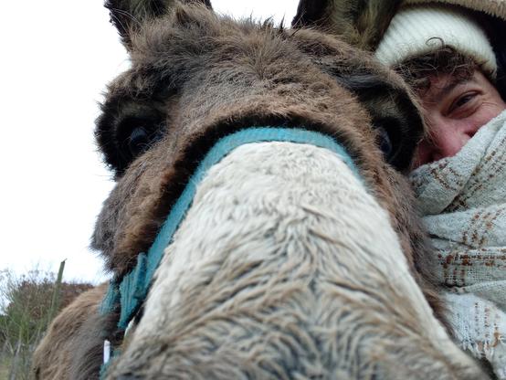 Selfie avec une ânesse (Surprise) en France