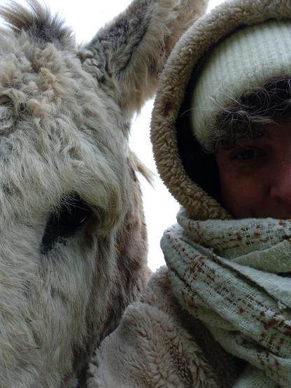 Selfie avec un âne (Gourmand) en France