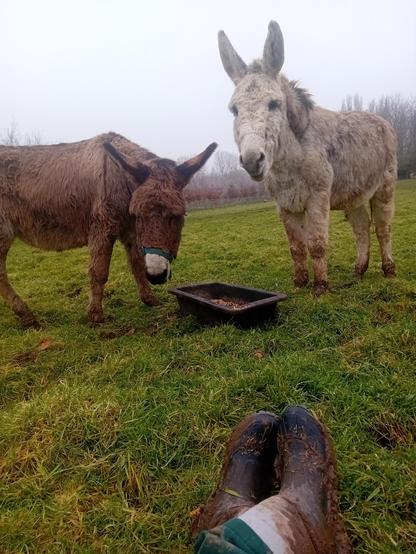 Photo d'une ânesse et d'une âne en train de manger des graines. L'ânesse a un peu une tête de taureau. On peut aussi  voir un autre âne tout au bout qui mange du foin. Et deux pieds (dans des bottes) devant.