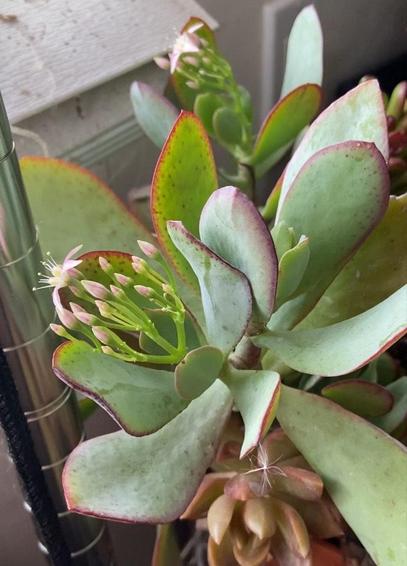 Silver Jade plant with silver and light green leaves and pink flower buds