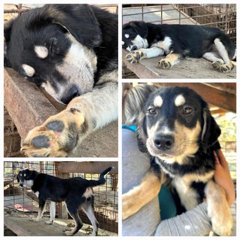 ❣️ZORA❣️
Wo von träumt wohl so eine kleine Hündin die  nichts kennt außer ihren Kennel?
Unser süßes Hundemädchen wartet immer noch auf eine Familie. Sie ist sehr freundlich und zutraulich, neugierig und mehr als bereit die schönen Seiten der Welt mit einer tollen Familie oder ihrem Lieblingsmenschen zu entdecken. 
🍀🍀🍀
Wer möchte dieser bezaubernden Junghündin die Welt zeigen? Die niedliche Zora möchte auch endlich über Wiesen hüpfen, in einem weichen Körbchen liegen und vor Allem geliebt werden. 
So ein niedlicher Schatz darf nicht unentdeckt bleiben. 
🍀🍀🍀
Hündin
geb. ca. Ende April/Anfang Mai 2024
Größe: wird ca. mittelgroß (Stand 11/2024: ca. 45cm)
beginnende Hautprobleme (11/24)
🔎
https://prodogromania.de/alle-hunde/zora-4/
🎬
https://youtu.be/pu7CYspP3aM
📧
info@prodogromania.de