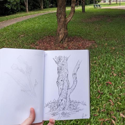 A photograph of the twisting trunk of a tree in a grassy park, and a sketch of that tree in a sketchbook held in the foreground