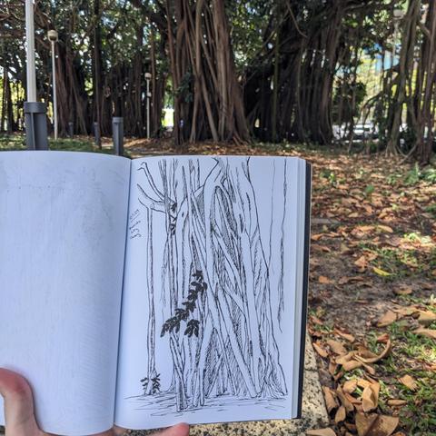 A photograph of a fig tree in the background, with a sketch of that tree in a sketchbook held in the foreground