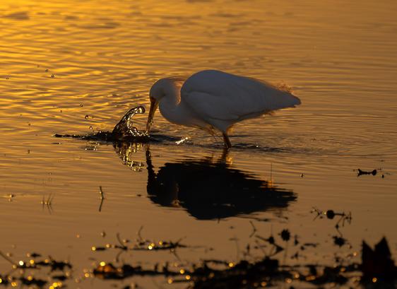 Egretta thula