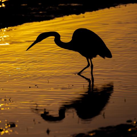 Ardea alba