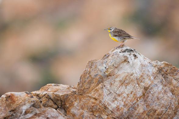 Western Meadowlark in its yellow white and brown colors is perched in the upper right third of the frame on top of a large jagged rock and is posing looking left.  The rock has white and brown tones and slopes down towards the left side of the frame.  The background is soft with tones of brown, peach and green.  It is raining softly.