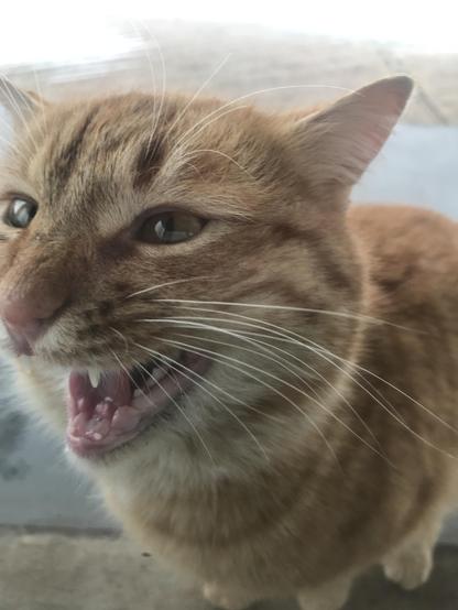 The picture shows a cheeky ginger cat standing at my door. His eyes are full of cunning and hungry curiosity. It is clear that he would not mind getting inside to enjoy the food intended for another cat. He unobtrusively and persistently continues to try to attract the attention of his owners, as if to say: "Well, let me in already, I'll just have a little snack!"