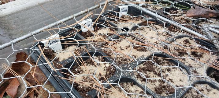 Upclose image Small Black planting  pots covered in sand and chicken wire