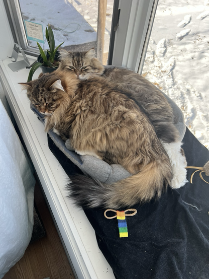 Two big fluffy cats squished together in a small cat bed in a window seat 