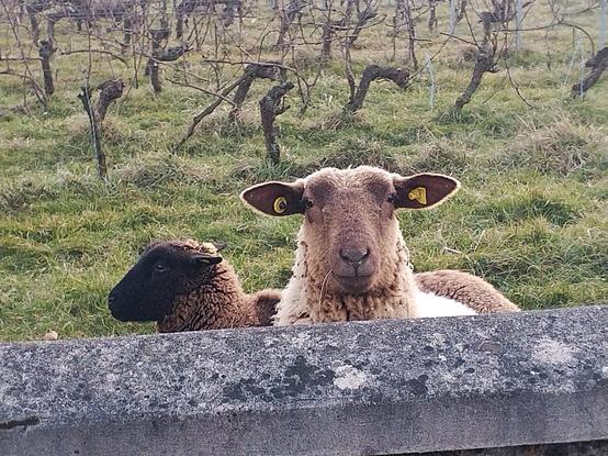A sheep looking at me from behind a fence