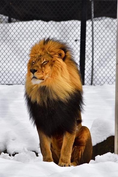 Winter’s chill can’t dim the warmth of a lion’s pride