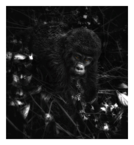 This is a black and white art edited photo of a very young gorilla coming out of the foliage to see me on my gorilla trekking trip to Uganda.