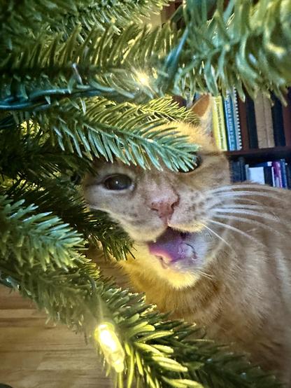 Loki, an orange tabby, air-crunching the fake plastic Christmas tree. A lighted bulb is on the lower branch below his face. 