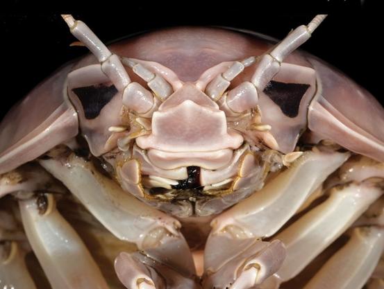 Bathynomus vaderi