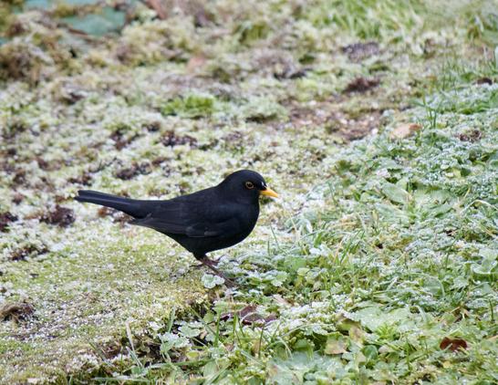 A black bird foraging on a grassy patch, surrounded by bits of frost and green foliage.