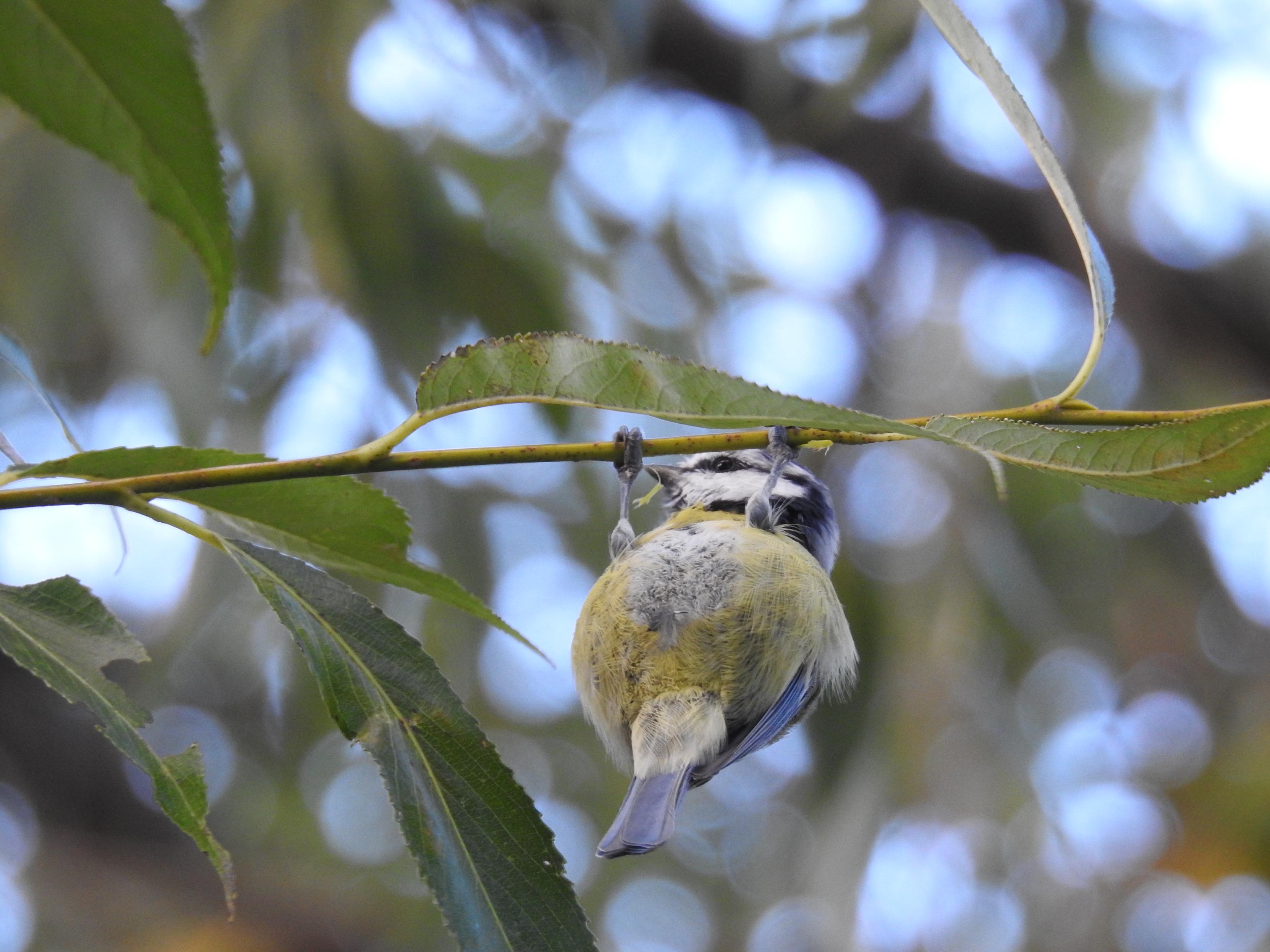 A%20tiny%20yellow%20and%20grey%20bird%20(tit)%20hanging%20underneath%20a%20delicate%2C%20horizontal%20leaf%20stem.%20It's%20tiny%20feed%20are%20both%20grasping%20the%20stem%20and%20its%20round%20yellow%20belly%20and%20thin%20grey%20tail%20are%20pointed%20towards%20the%20camera.%20It's%20white%20face%20with%20black%20eye%20line%20and%20tiny%20grey%20beak%20are%20visible%20just%20under%20the%20greenish%20tree%20stem%2C%20which%20also%20has%20some%20thin%20green%20leaves.%20Spots%20of%20sunlight%20and%20blue%20sky%20are%20visible%20in%20the%20blurred%20foliage%20background.