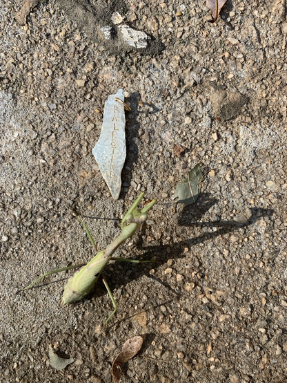A praying mantis over a Palestine charm